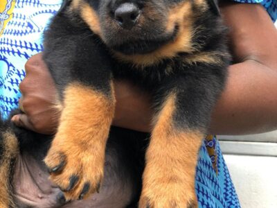 Cria de rottweiler 🐶 Macho