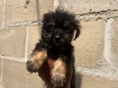 Venda de Macho de caniche
